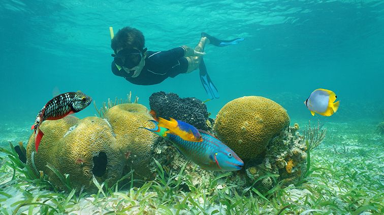 Results For Belize Diamond Resorts - 